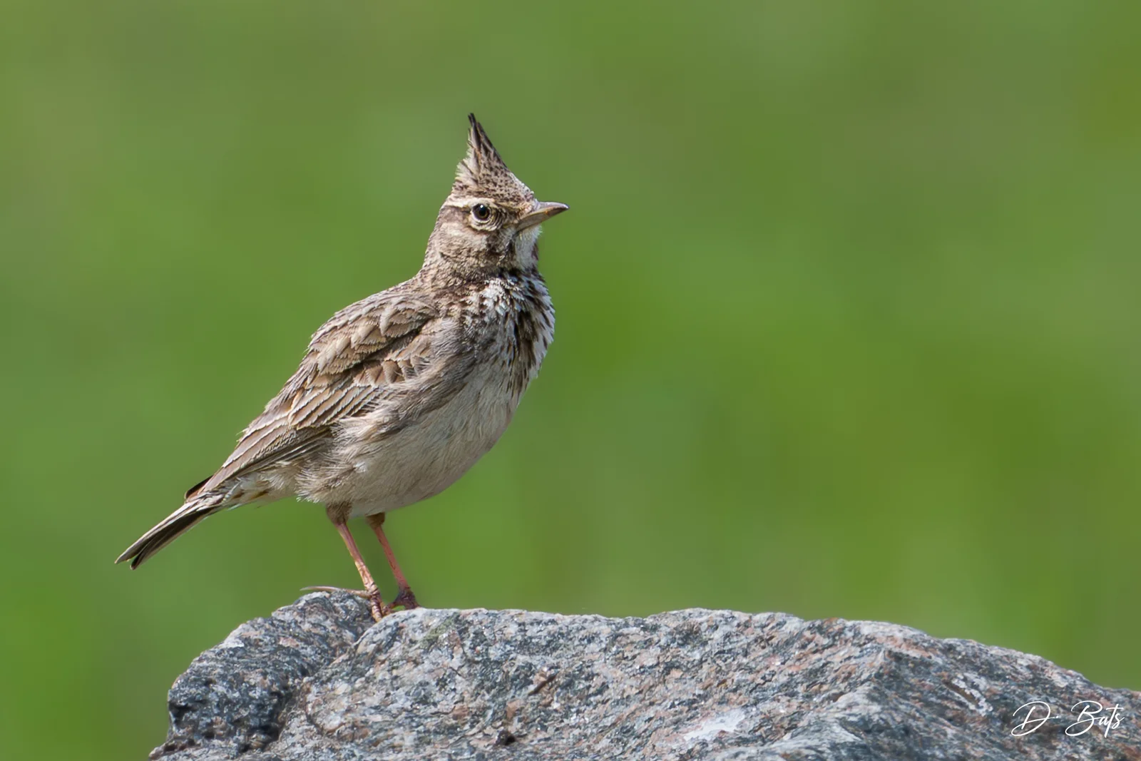 Cochevis huppé