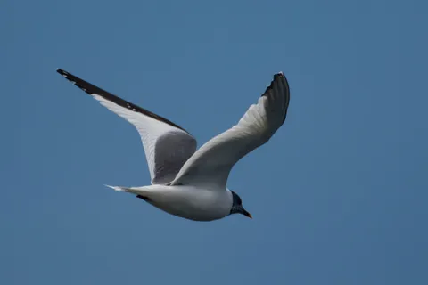 Mouette de Sabine