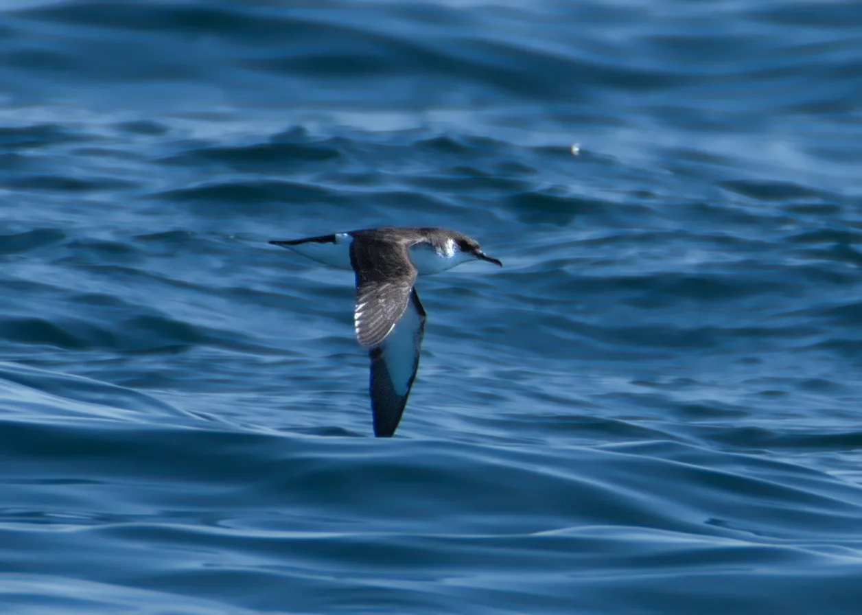 Puffin des Anglais