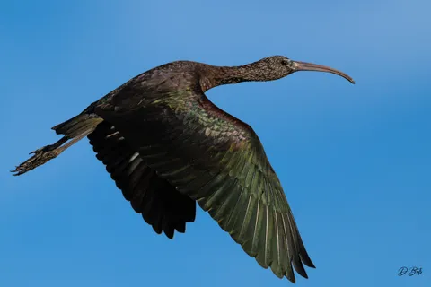 Ibis falcinelle