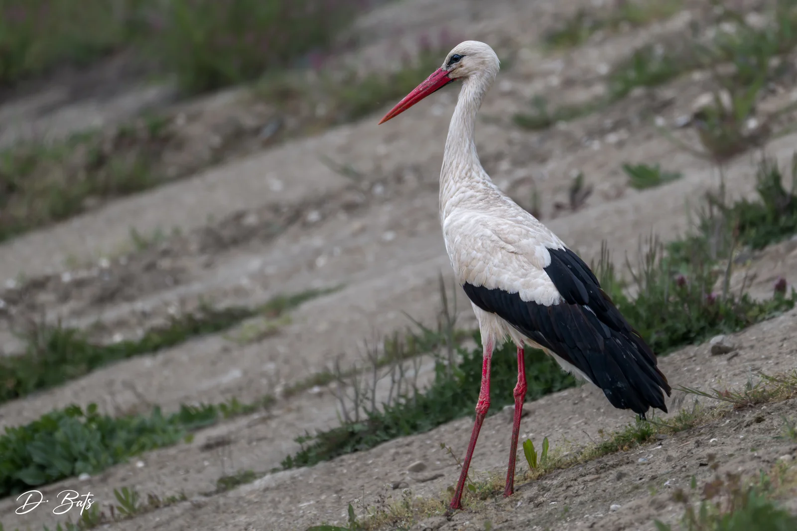 Cigogne blanche
