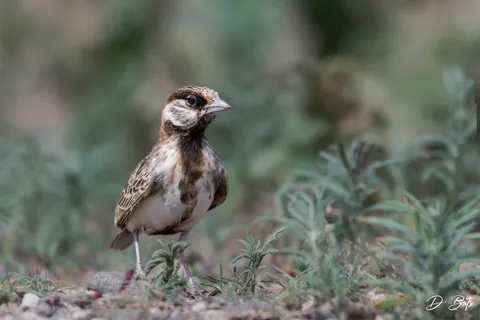 Moinelette de Fischer