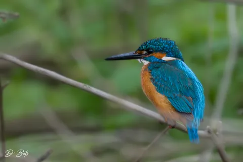Martin-pêcheur d'Europe