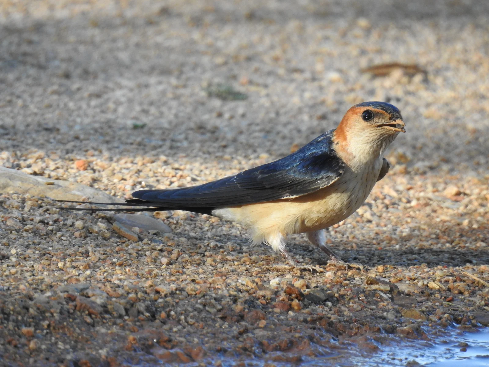 Hirondelle rousseline