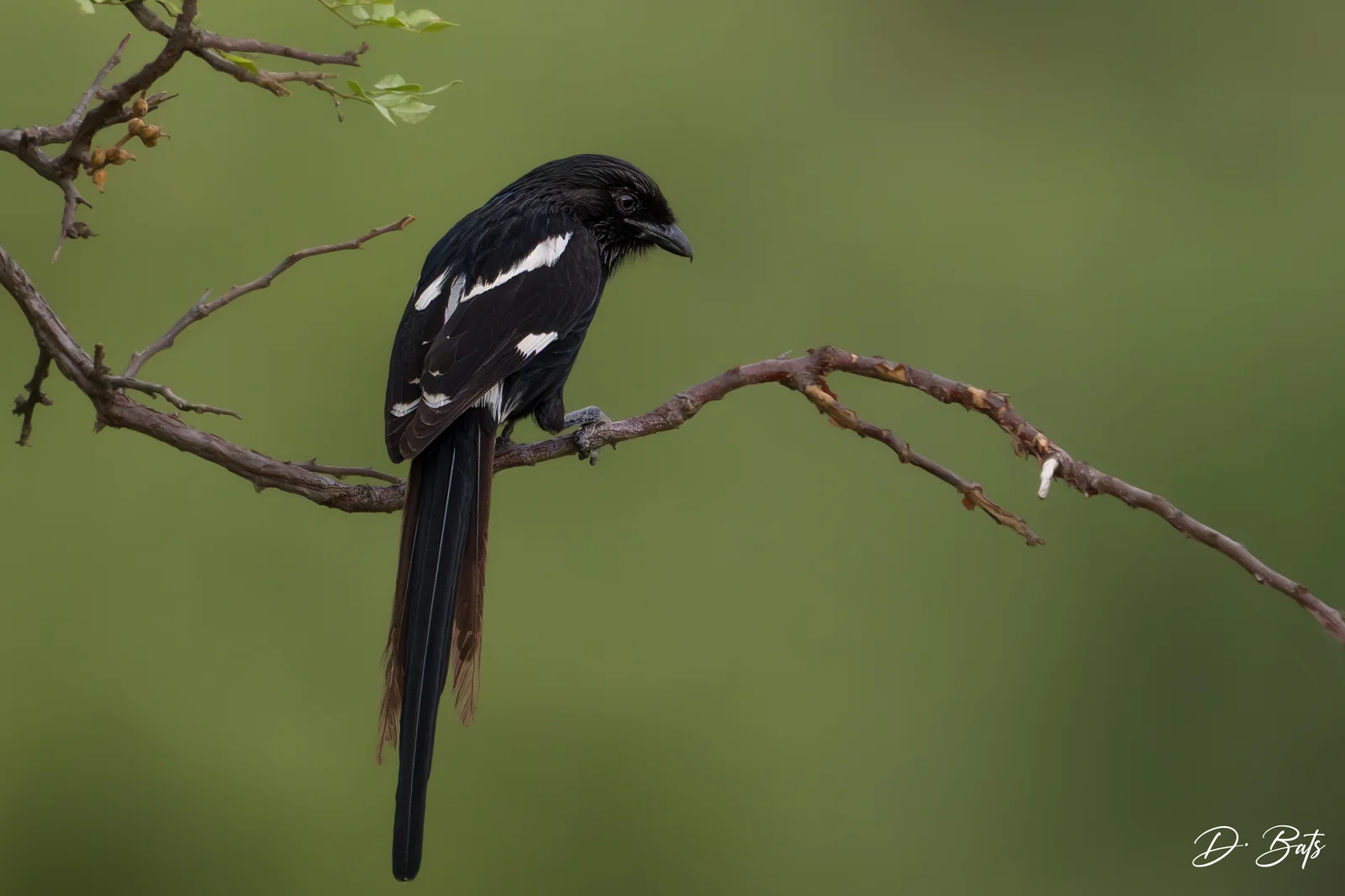 Corvinelle noir et blanc