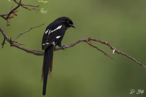 Corvinelle noir et blanc