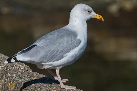 Goéland argenté