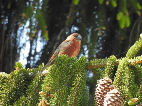 Bec-croisé des sapins