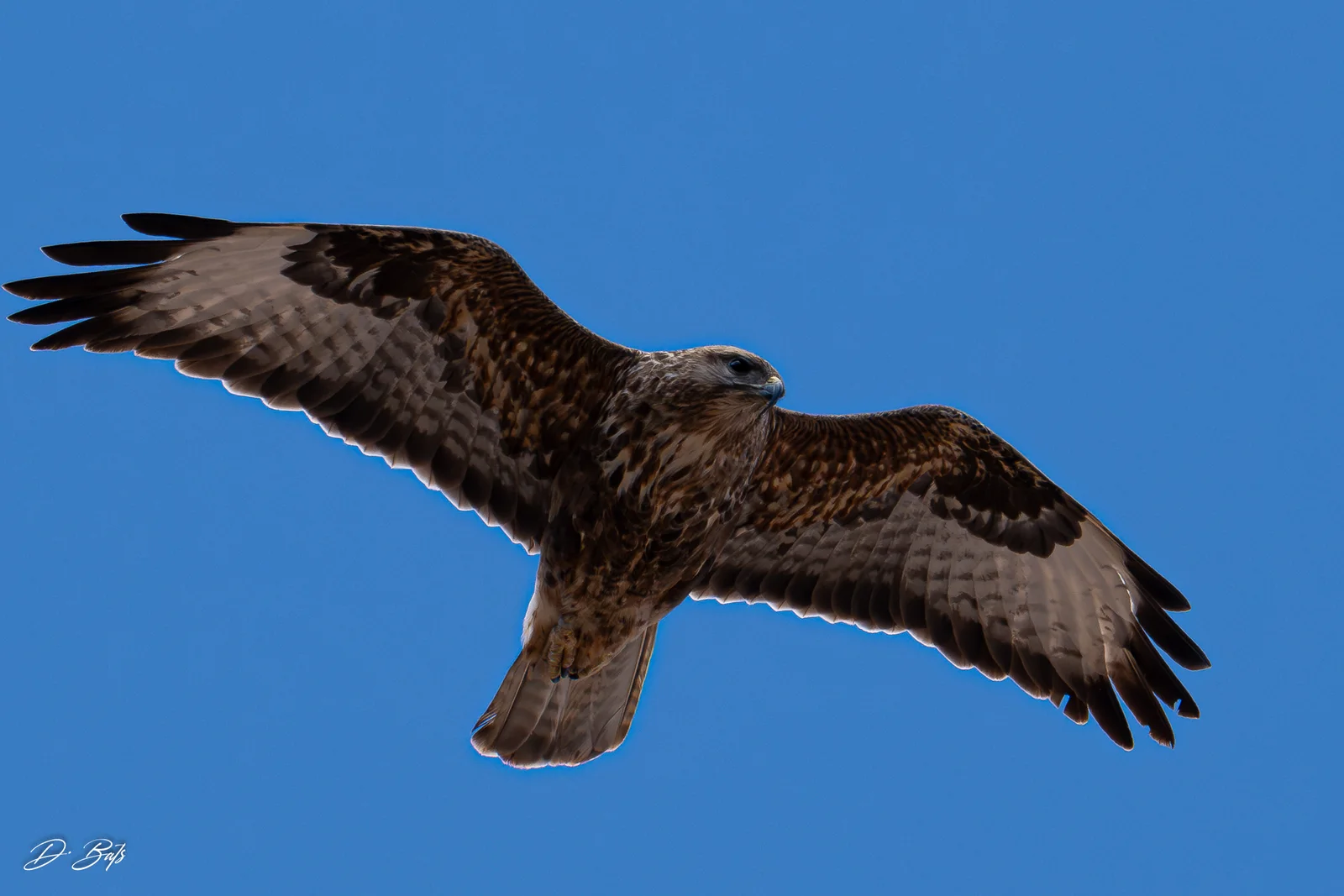 Buse variable — ssp insularum