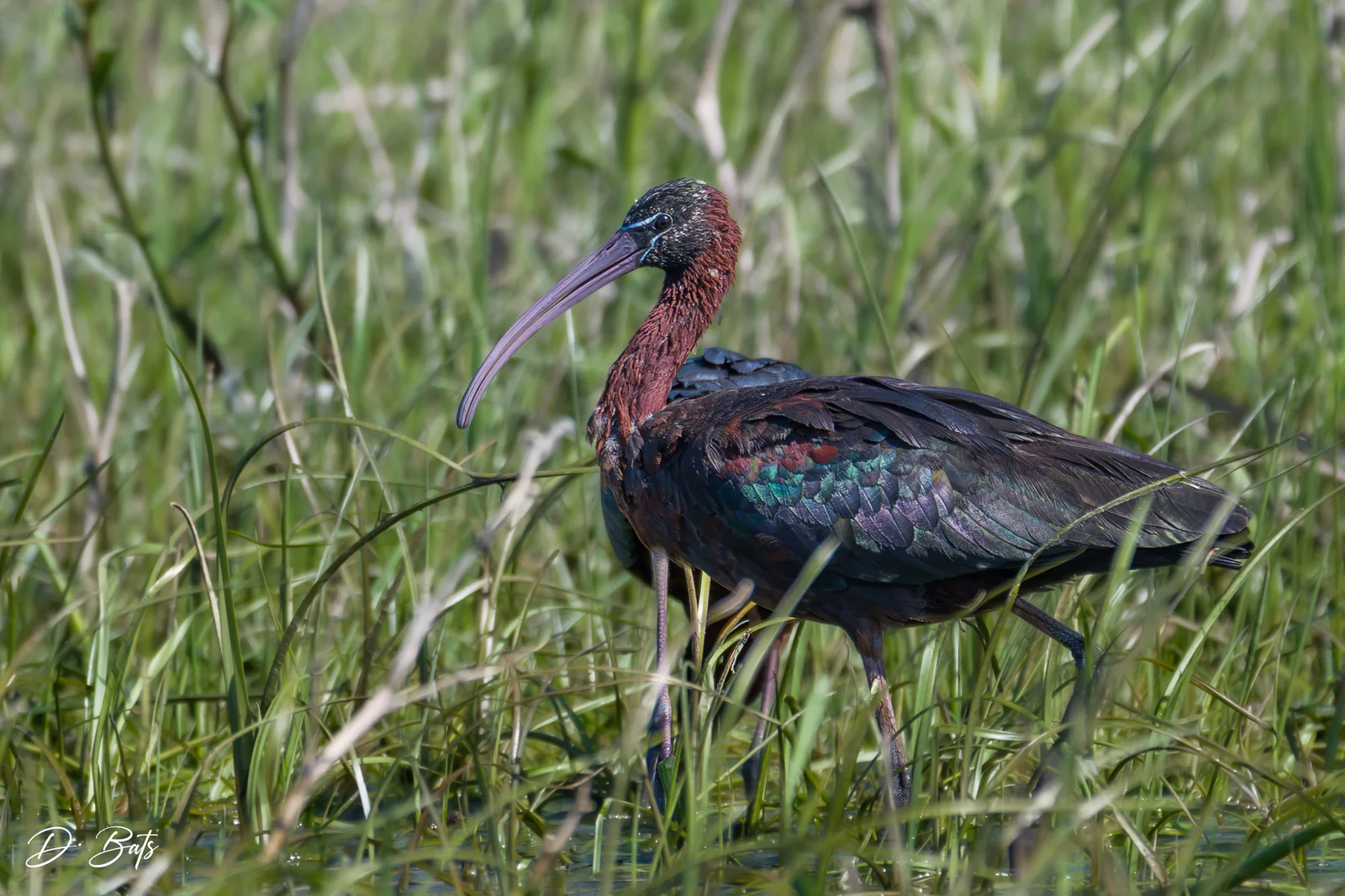 Ibis falcinelle