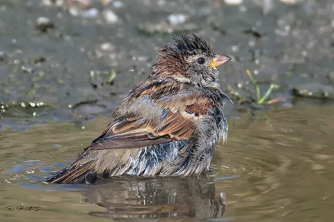 Moineau domestique