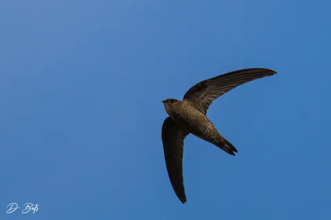 Martinet du Cap-Vert