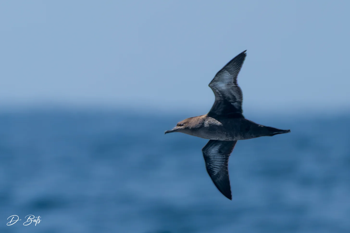 Puffin fuligineux