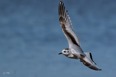 Mouette pygmée