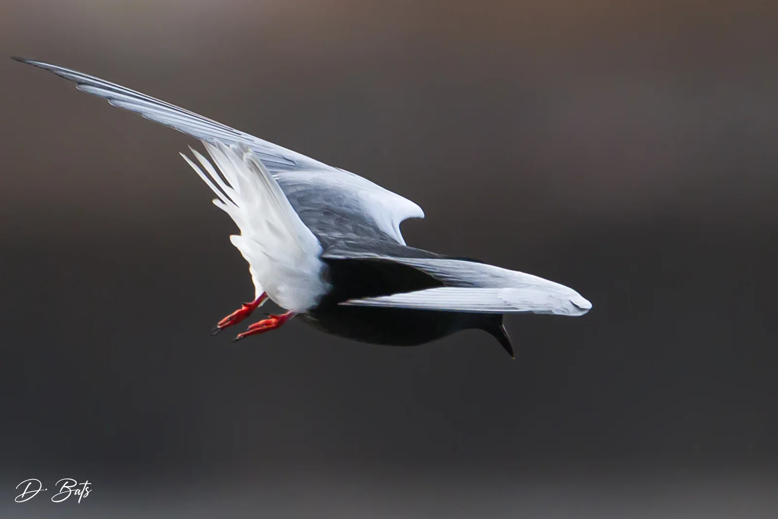 Guifette leucoptère