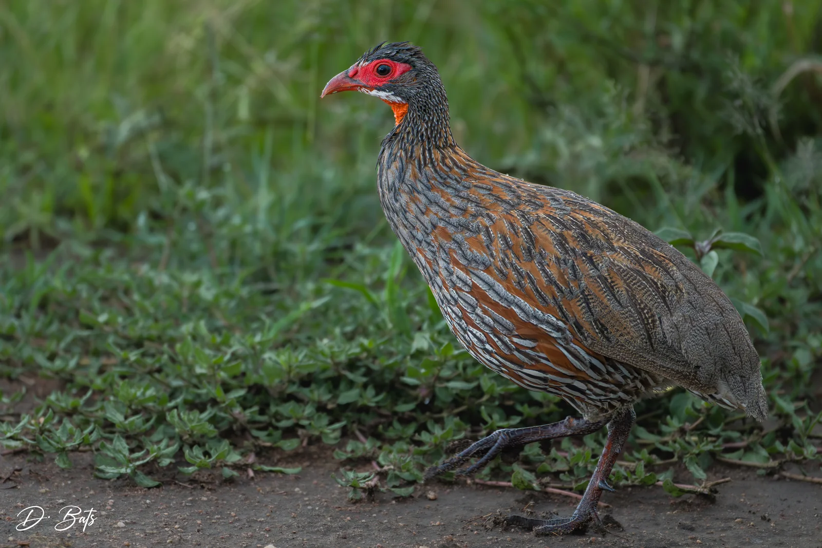 Francolin à gorge rouge