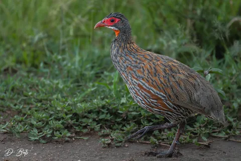 Francolin à gorge rouge