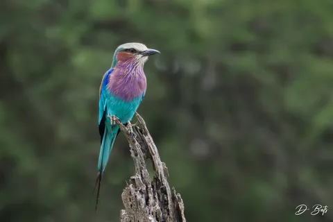 Rollier à longs brins
