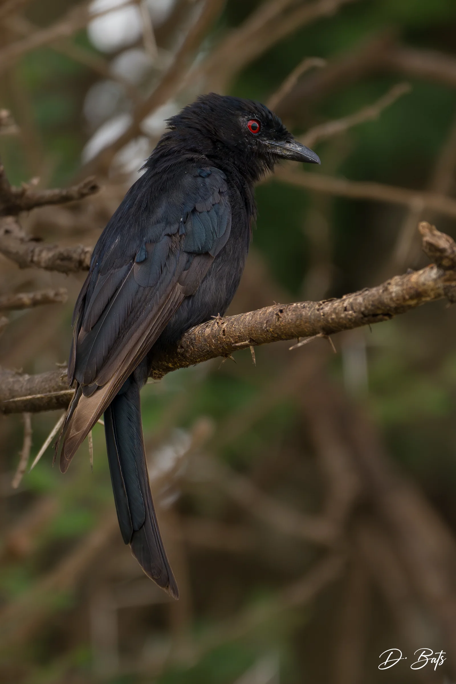 Drongo brillant