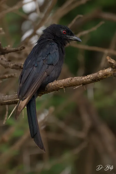 Drongo brillant