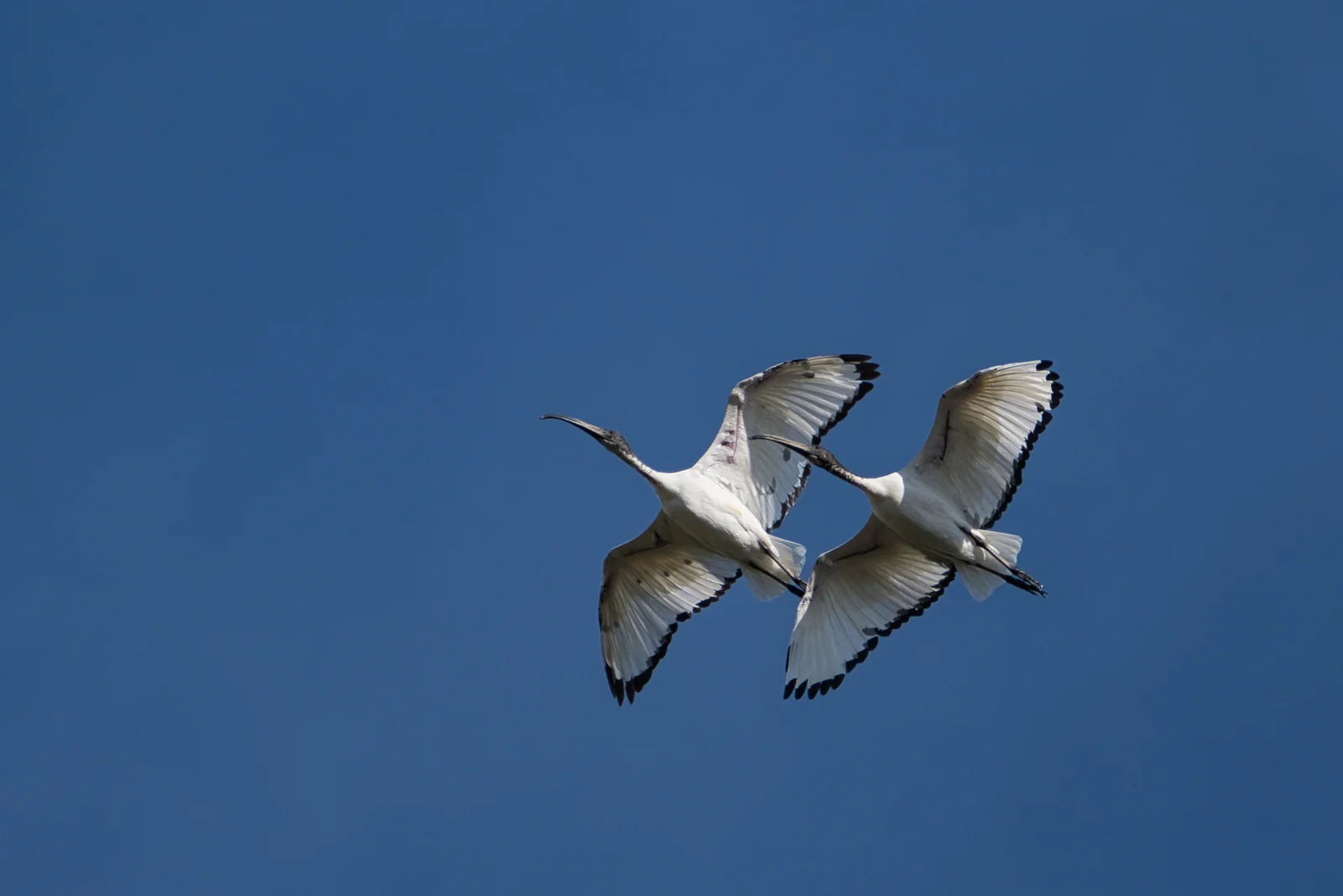 Ibis sacré