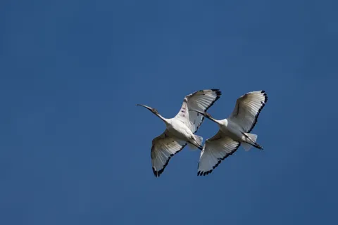 Ibis sacré