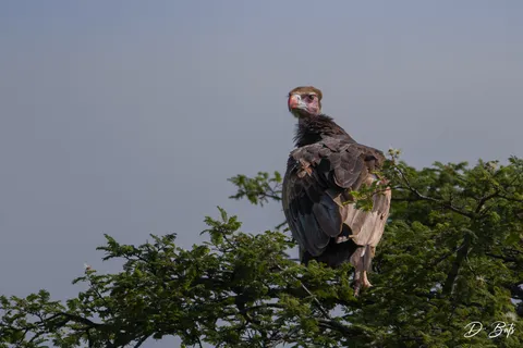 Vautour à tête blanche
