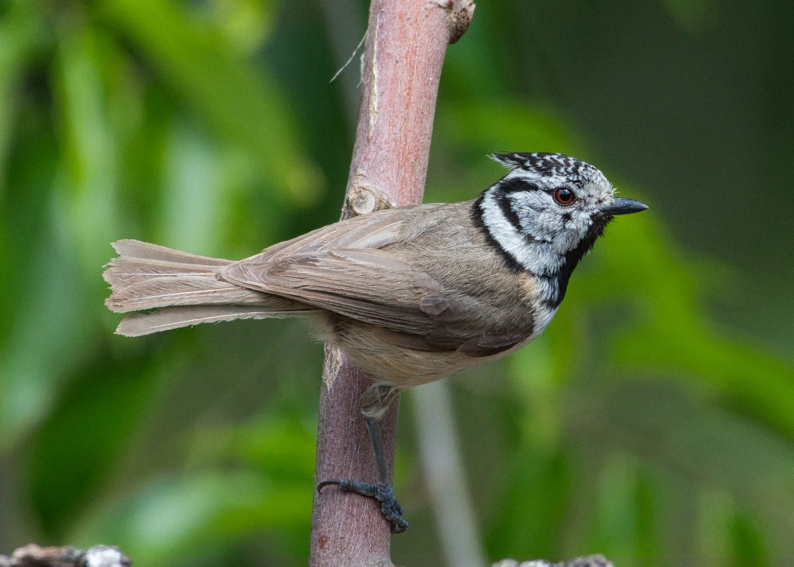 Mésange huppée