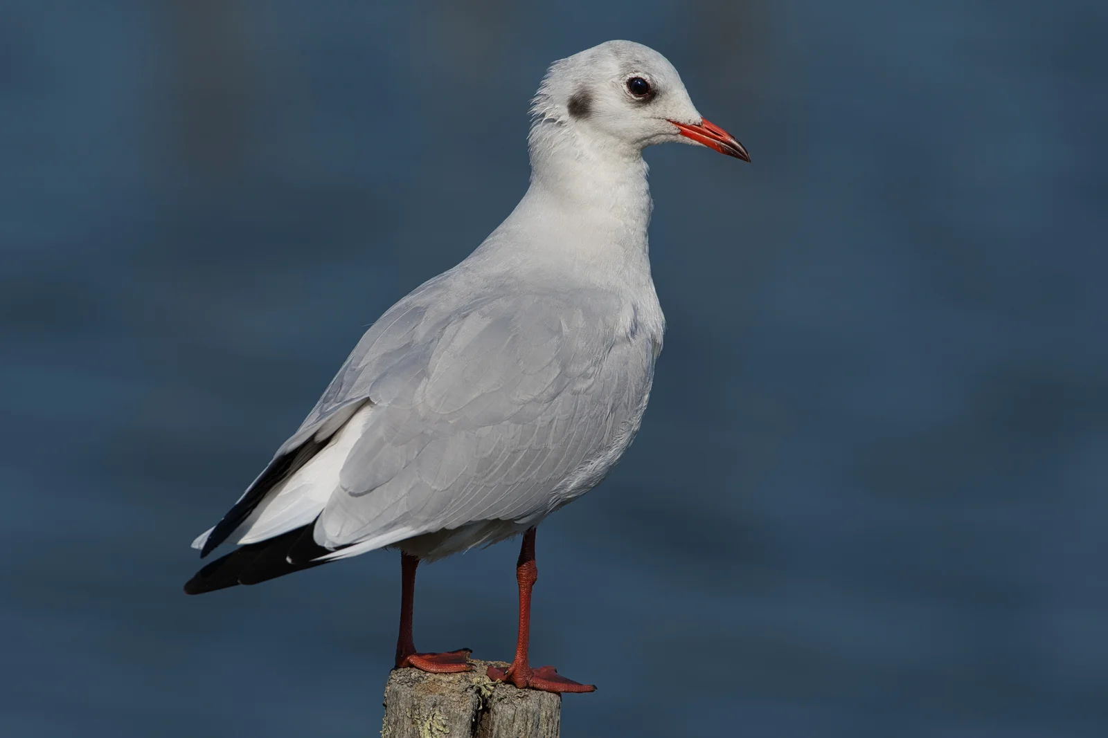 Mouette rieuse — Plumage internuptial