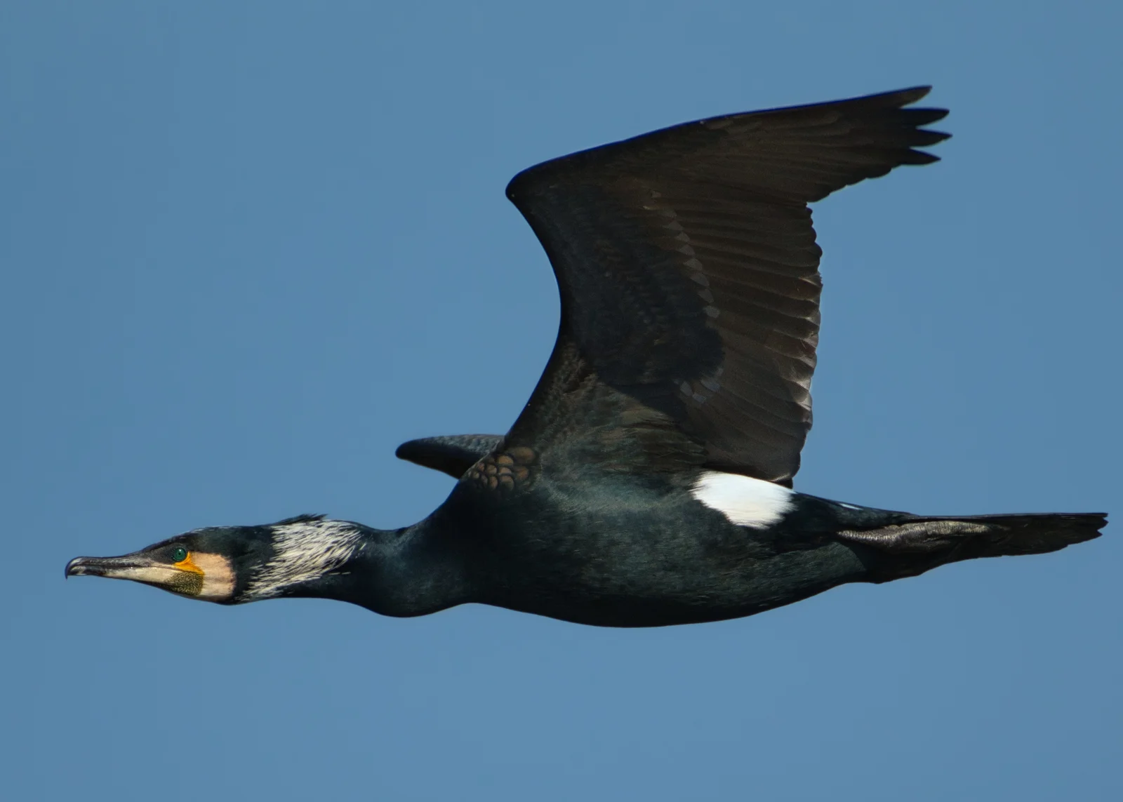 Grand Cormoran — Adulte nuptial