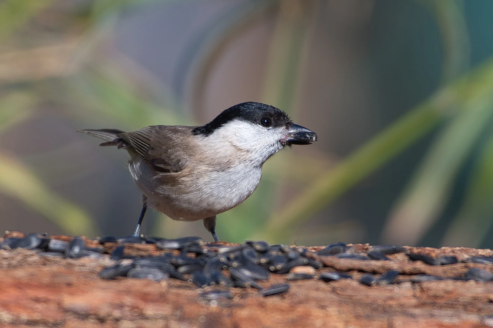 Mésange nonnette