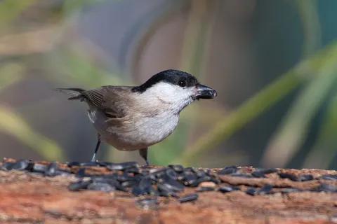 Mésange nonnette