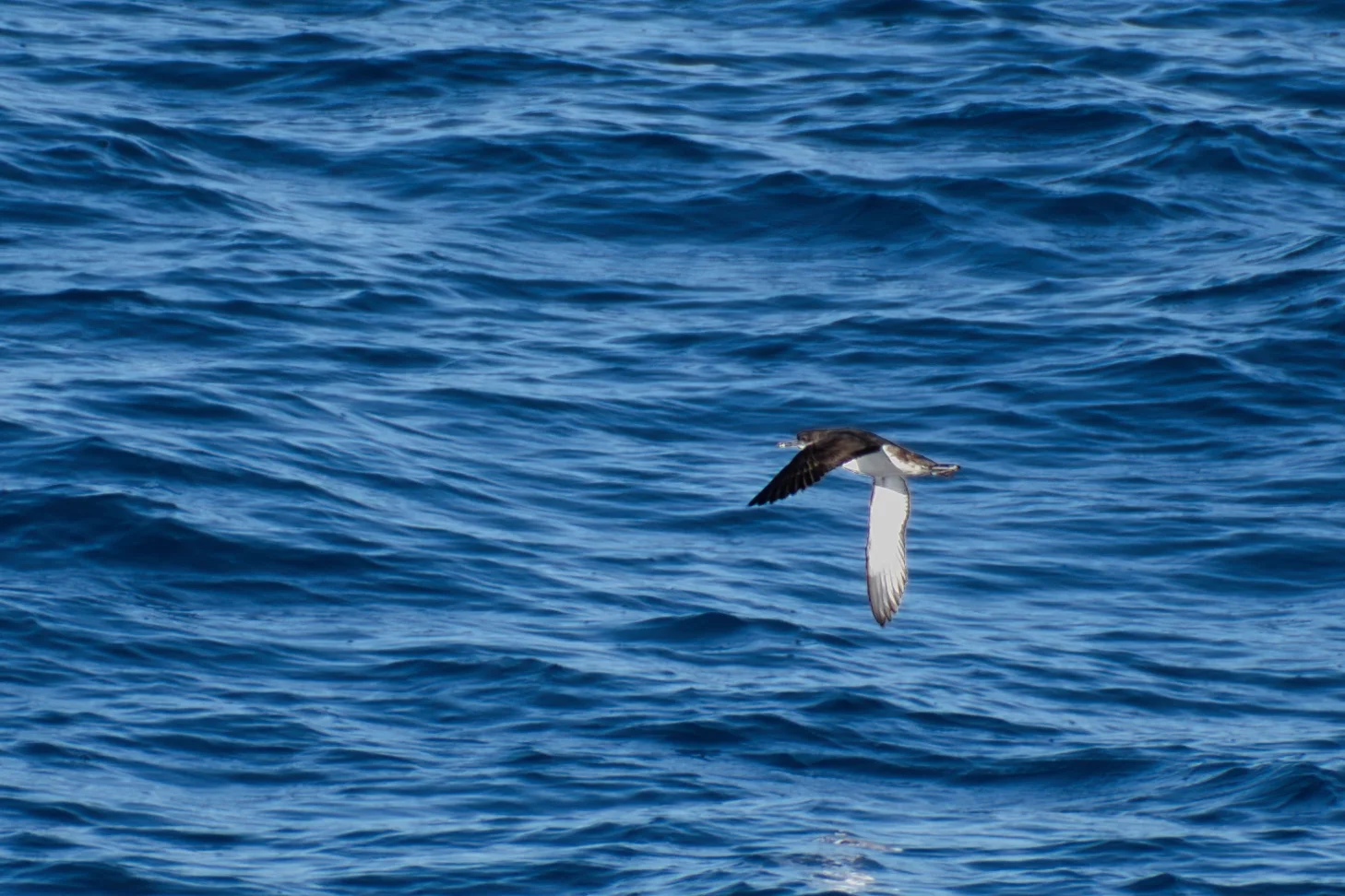 Puffin yelkouan