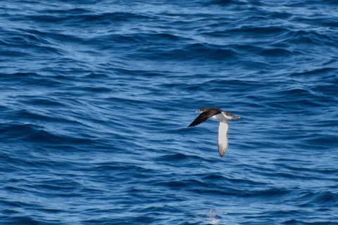 Puffin yelkouan