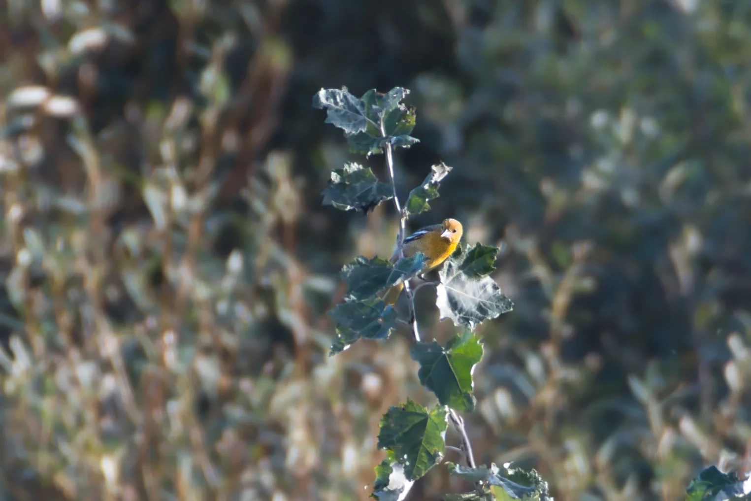 Oriole de Baltimore