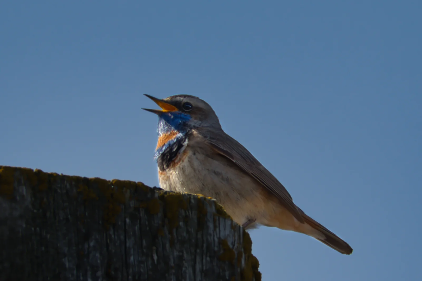 Gorgebleue à miroir — ssp nominale svecica