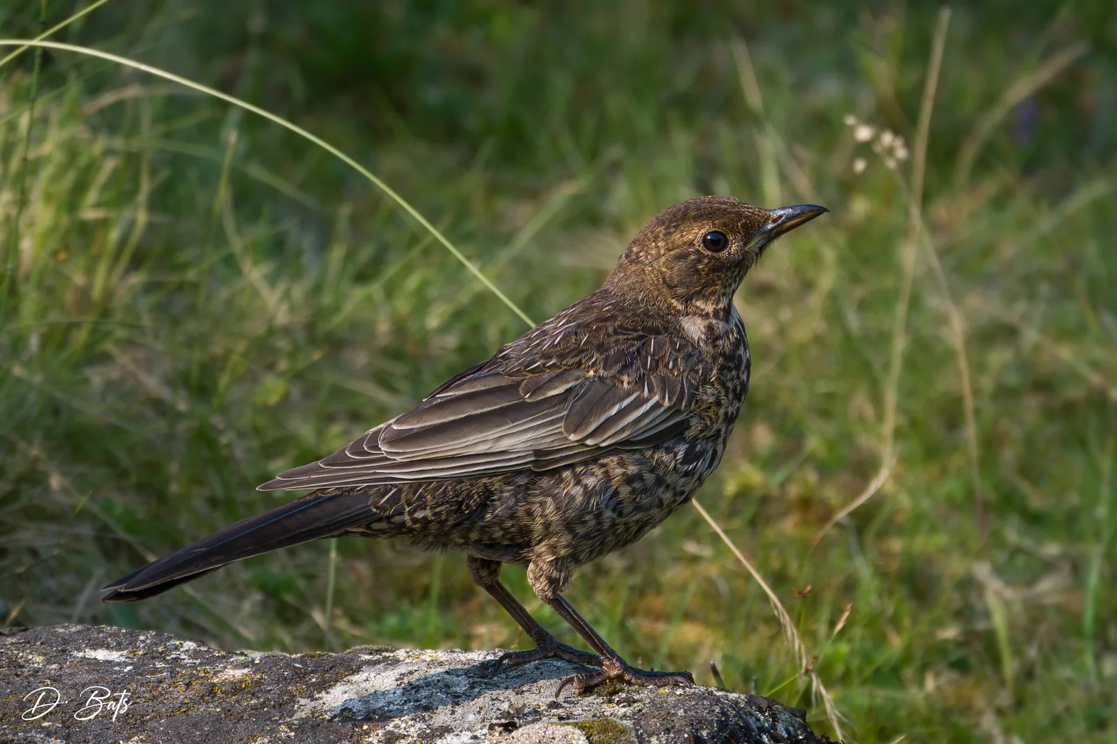 Merle à plastron — ssp alpestris