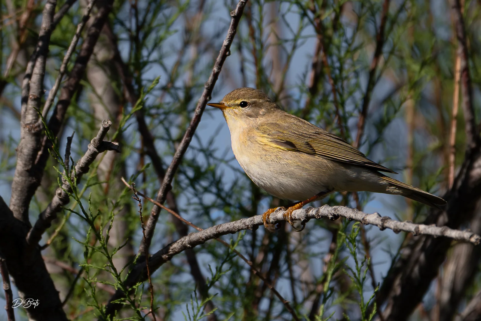 Pouillot fitis