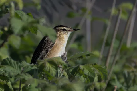 Phragmite des joncs
