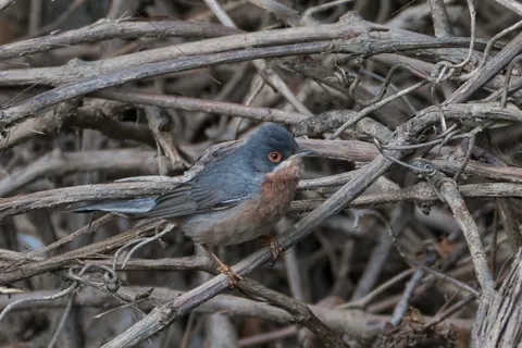 Fauvette de Moltoni