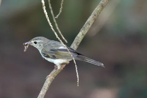 Pouillot de Bonelli