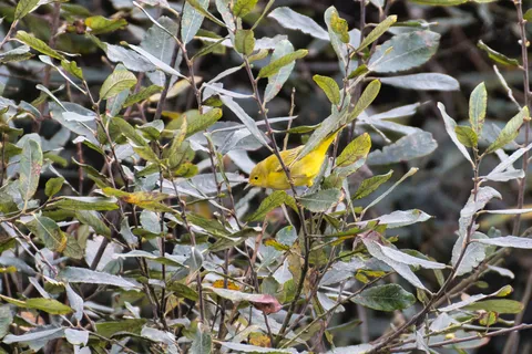 Paruline jaune
