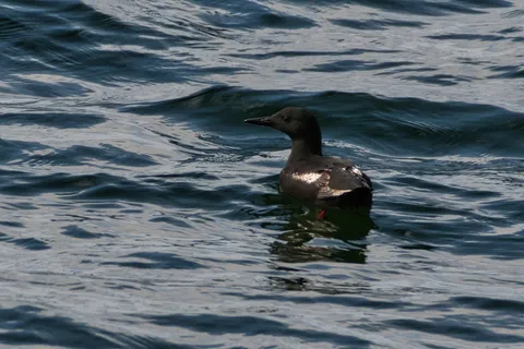 Guillemot à miroir