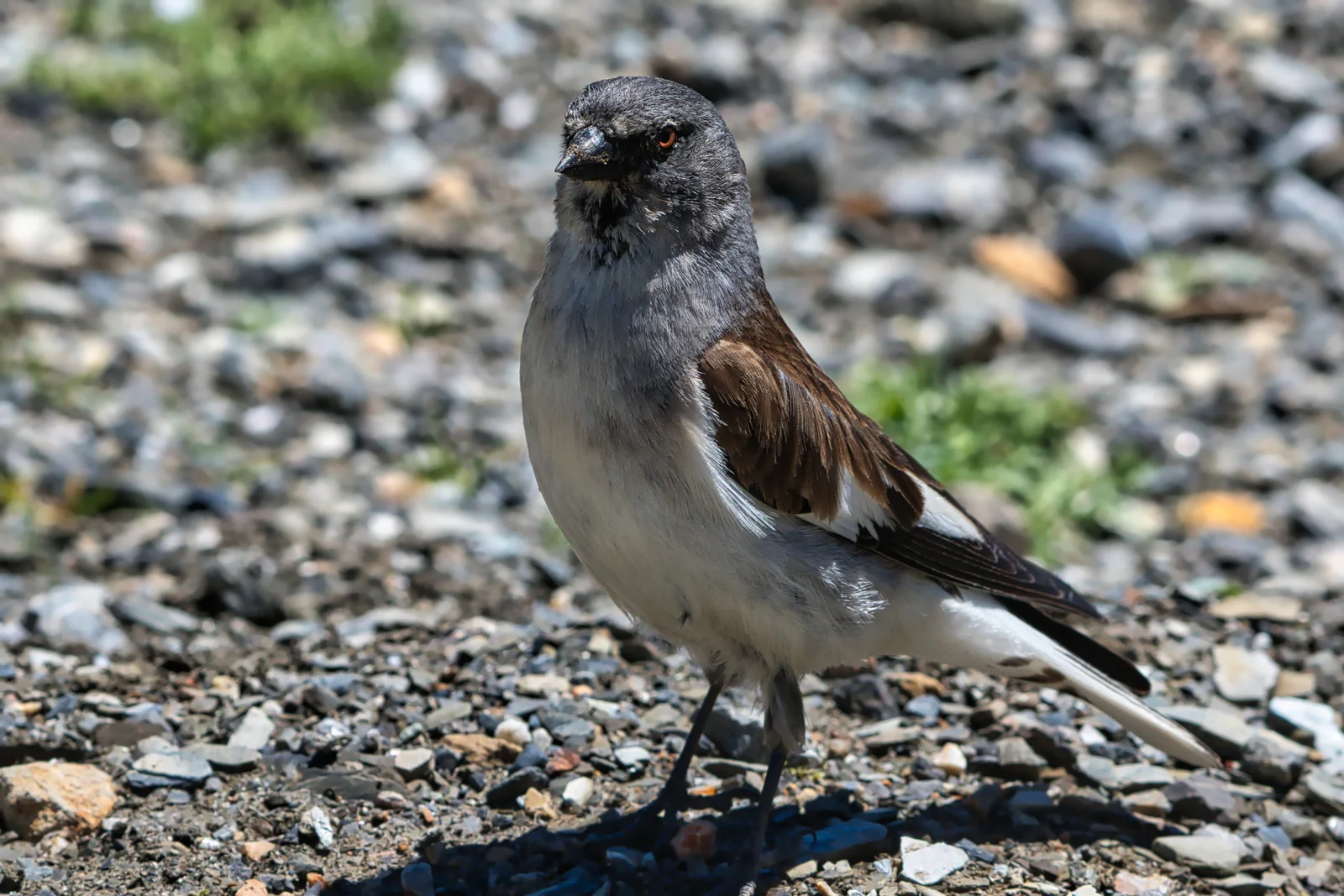 Niverolle alpine