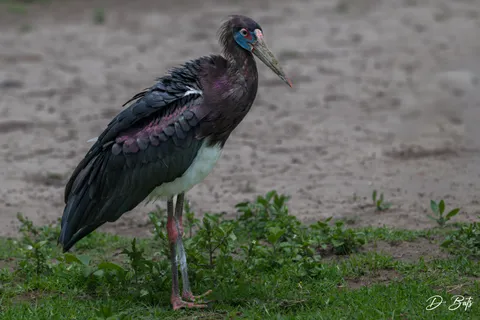 Cigogne d'Abdim