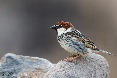 Moineau espagnol