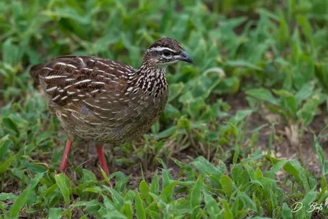 Francolin huppé