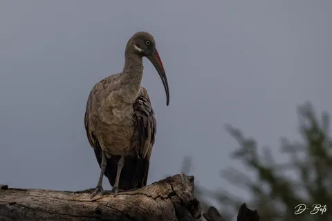 Ibis hagedash