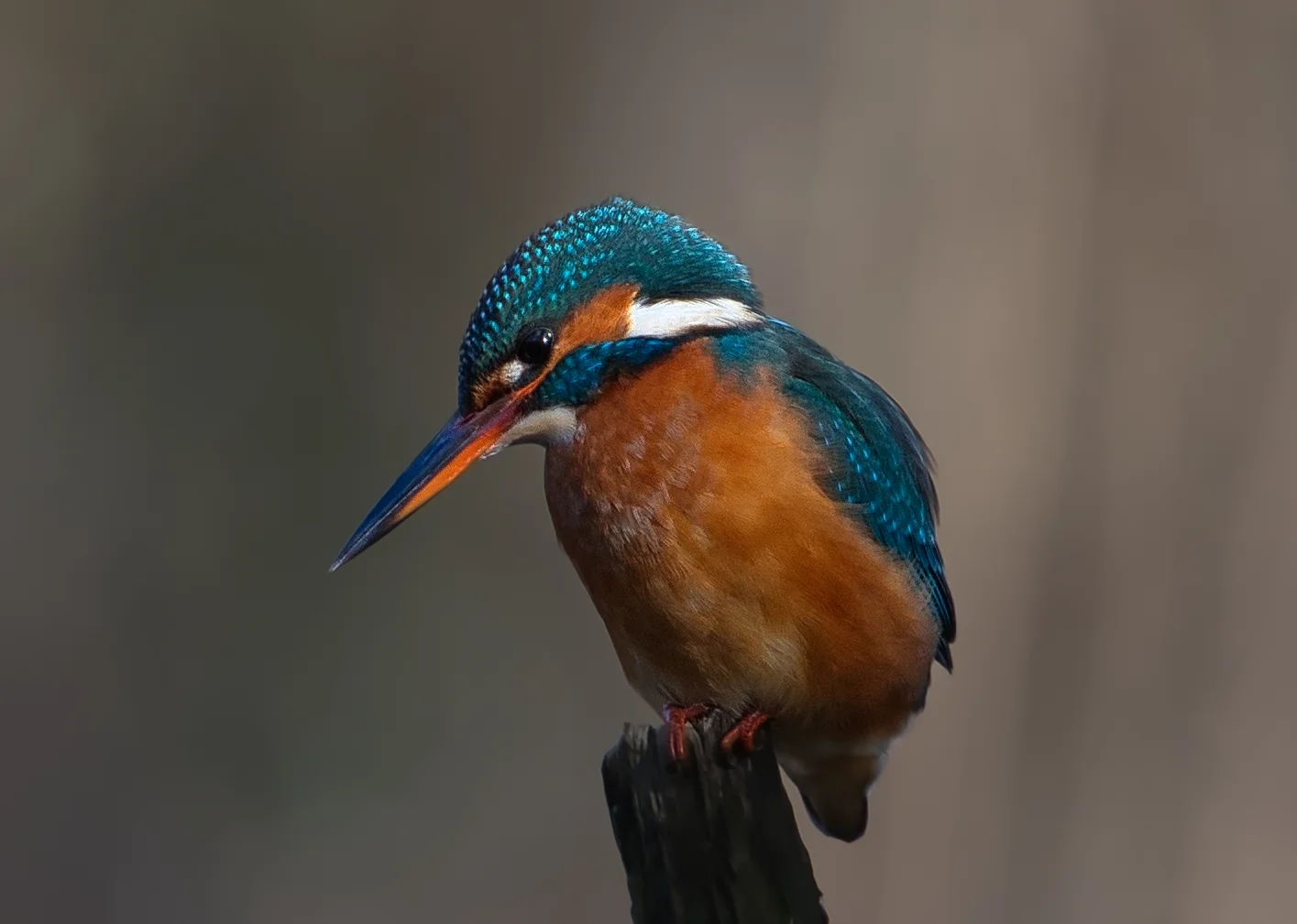 Martin-pêcheur d'Europe