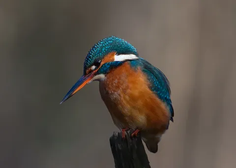 Martin-pêcheur d'Europe
